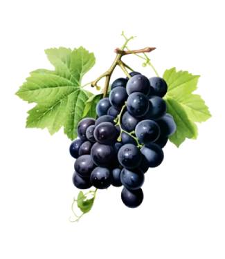 BLACK GRAPE