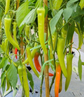 BANANA PEPPER