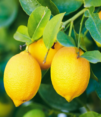 LEMON