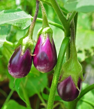 EGGPLANT BAG
