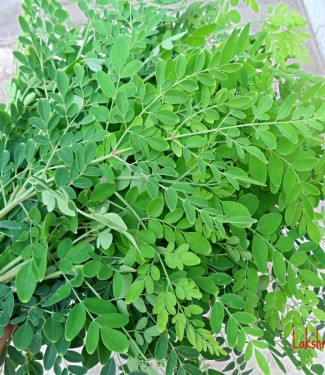 DRUMSTIK LEAVES