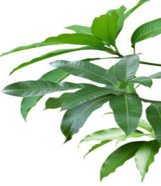 MANGO LEAVE